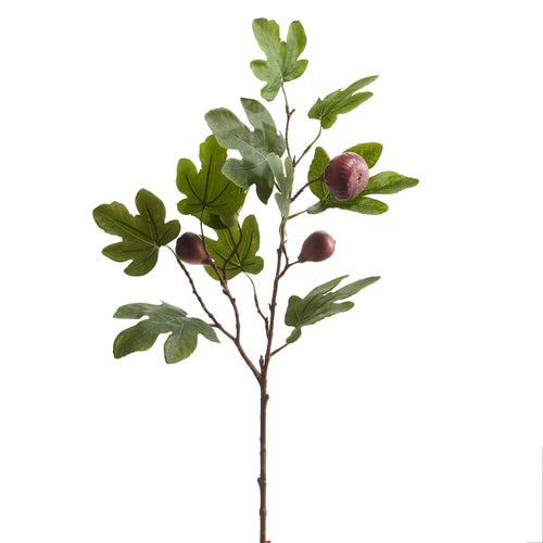31&quot; Fig Branch